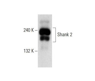 Shank 2 Antibody (B-4) - Western Blotting - Image 137804 