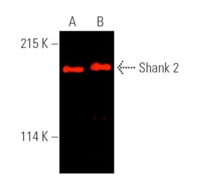 Shank 2 Antibody (A-11) - Western Blotting - Image 390007