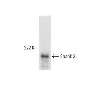Shank 3 Antibody (C-4) - Western Blotting - Image 299365 