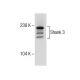 Shank 3 Antibody (E-1) - Western Blotting - Image 285007 