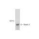 Shank 3 Antibody (E-1) - Western Blotting - Image 299362