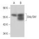 Shb/Shf Antibody (B-1) - Western Blotting - Image 16394