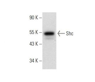 Shc Antibody (F-7) - Western Blotting - Image 301544 