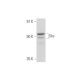 Shc Antibody (F-7) - Western Blotting - Image 350854