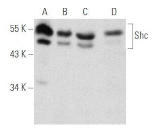 Shc Antibody (F-7) - Western Blotting - Image 354835