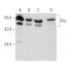 Shc Antibody (F-7) - Western Blotting - Image 354835 