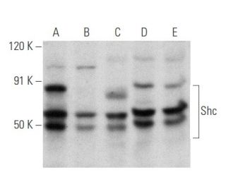 western blotting image from recommended Shc (PG-797) monoclonal antibody replacement. Image 354858