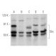 western blotting image from recommended Shc (PG-797) monoclonal antibody replacement. Image 354858