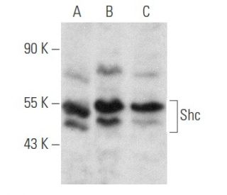 Shc Antibody (H-11) - Western Blotting - Image 354828 