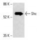 Anticorps Shc (H-11): sc-398289. Analyse par Western blot de l'expression de Shc dans un lysat cellulaire complet de HeLa. Réactif de détection utilisé: m-IgG Fc BP-HRP: sc-525409. Shc Antibody (H-11) - Western Blotting - Image 415398