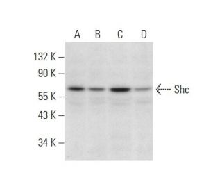 Shc Antibody (B-9) - Western Blotting - Image 297865