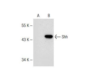 Shh Antibody (G-5) - Western Blotting - Image 147815