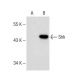 Shh Antibody (G-5) - Western Blotting - Image 147815