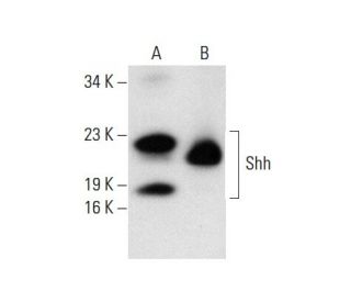 western blotting image from recommended Shh (E-1) monoclonal antibody replacement. Image 137799