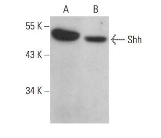 Shh Antibody (E-1) - Western Blotting - Image 376766