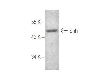 Shh Antibody (E-1) - Western Blotting - Image 351306