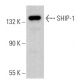 SHIP-1 Antibody (D-11) - Western Blotting - Image 379370