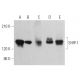 western blotting image from recommended SHIP-1 (P1C1) monoclonal antibody replacement. Image 379367