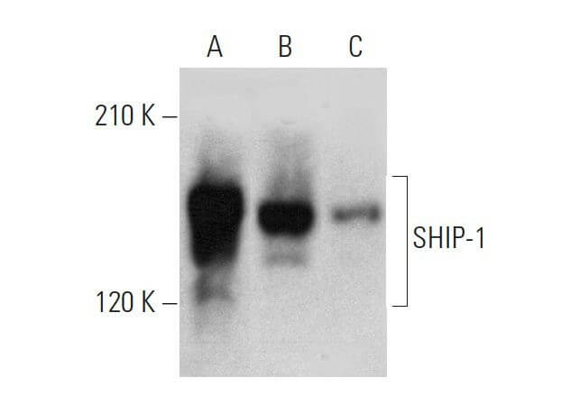 SHIP-1 Antibody (P1C1) | SCBT - Santa Cruz Biotechnology