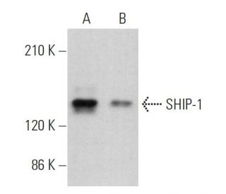 SHIP-1 Antibody (E-8) - Western Blotting - Image 379368