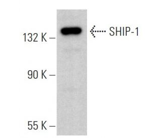 SHIP-1 Antibody (D-11) - Western Blotting - Image 379370