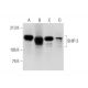 western blotting image from recommended SHIP-2 (E-2) monoclonal antibody replacement. Image 295684