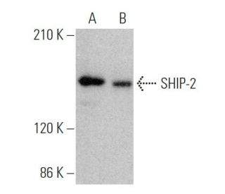 SHIP-2 Antibody (E-2) - Western Blotting - Image 362949