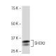 SHOX2 Antibody (JK-6E) - Western Blotting - Image 33604 