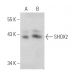 SHOX2 Antibody (JK-6E) - Western Blotting - Image 368259
