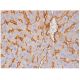 SHP Antibody (A-7) - Immunohistochemistry - Image 285704 