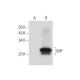 SHP Antibody (A-7) - Western Blotting - Image 134133