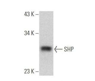 SHP Antibody (A-7) - Western Blotting - Image 356176 
