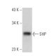 SHP Antibody (A-7) - Western Blotting - Image 356176 
