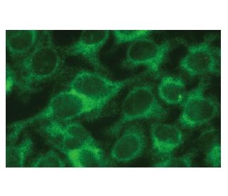 SHP Antibody (F-12) - Immunofluorescence - Image 133659 