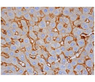 SHP Antibody (H-5) - Immunohistochemistry - Image 285707 