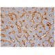 SHP Antibody (H-5) - Immunohistochemistry - Image 285707 