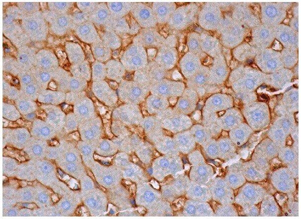 SHP Antibody (H-5) | SCBT - Santa Cruz Biotechnology