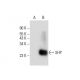 SHP Antibody (H-5) - Western Blotting - Image 133903 