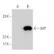 SHP Antibody (H-5) - Western Blotting - Image 370465