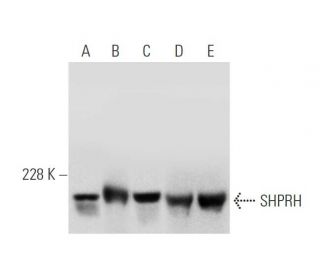 SHPRH Antibody (E-10) - Western Blotting - Image 319990 