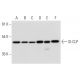 SI-CLP Antibody (A-1) - Western Blotting - Image 318037 