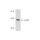 SI-CLP Antibody (A-1) - Western Blotting - Image 318038