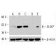 SI-CLP Antibody (A-1) - Western Blotting - Image 415636 