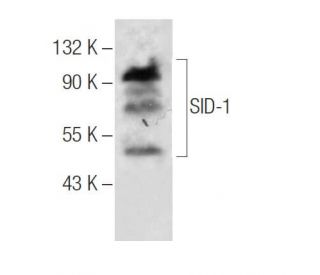 SID-1 Antibody (F-12) - Western Blotting - Image 285160 