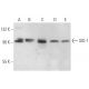 SID-1 Antibody (F-12) - Western Blotting - Image 367634