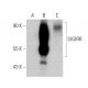 SIGIRR Antibody (D-2) - Western Blotting - Image 359913 