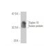 Siglec-10 Antibody (1D11) - Western Blotting - Image 350316