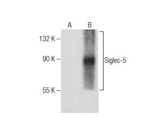 Siglec-5 Antibody (H-7) - Western Blotting - Image 260700 