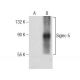 Siglec-5 Antibody (H-7) - Western Blotting - Image 260700 
