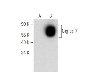 Siglec-7 Antibody (A-7) - Western Blotting - Image 309488 